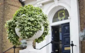 London School of English