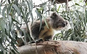 ILSC Melbourne Dil Okulu
