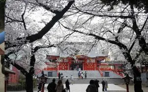 Genki Tokyo Dil Okulu