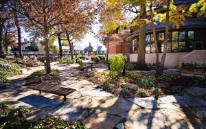 Webster University