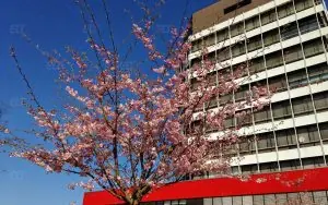 Bremen Üniversitesi