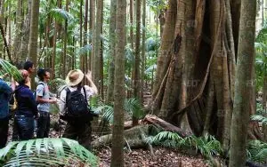 LSI Brisbane